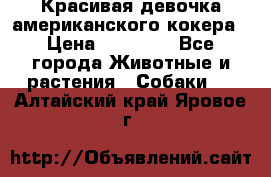 Красивая девочка американского кокера › Цена ­ 35 000 - Все города Животные и растения » Собаки   . Алтайский край,Яровое г.